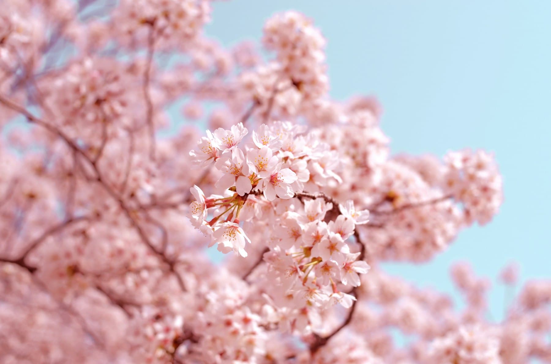 Photograph of pale pink flowering branches against a blue sky